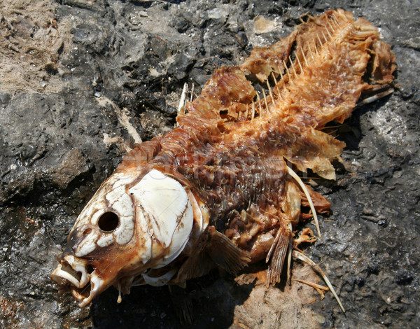 Dead Fish Carcass
 Stock photo © ca2hill