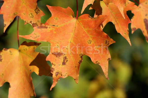 オレンジ メイプル 明るい 太陽 森林 自然 ストックフォト © ca2hill
