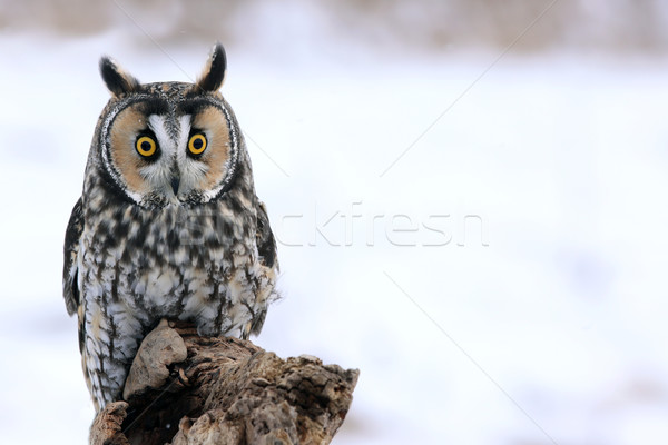 Stock photo: Long-eared Owl on a Perch