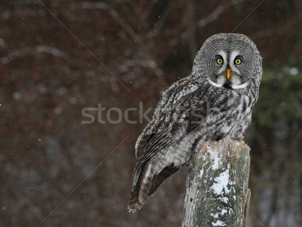 Great Grey Owl and Copyspace Stock photo © ca2hill