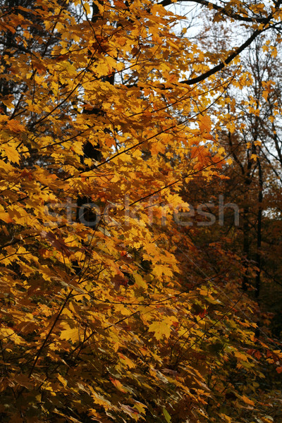 Orange Autumn Maple Stock photo © ca2hill