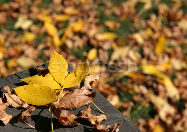 Yellow Leaf on a Bench Stock photo © ca2hill