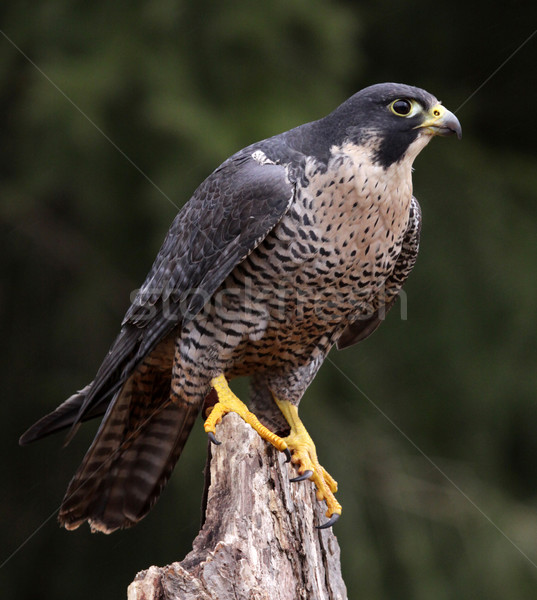 Falcon oiseaux animaux monde nature [[stock_photo]] © ca2hill