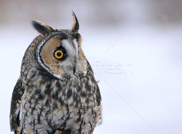 Long-eared Owl Profile Stock photo © ca2hill