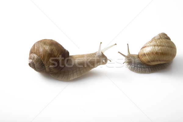 two snails face to face, communication concept Stock photo © caimacanul