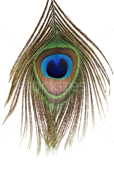 Detail pauw veer oog witte natuur Stockfoto © caimacanul