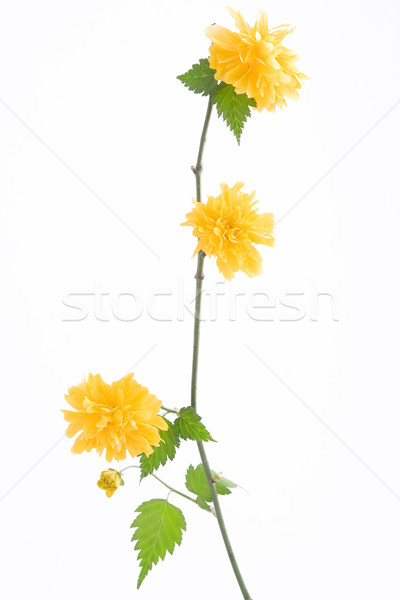 Tak gele bloem witte bloemen voorjaar natuur Stockfoto © caimacanul