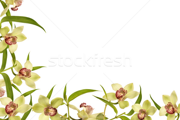 Orhidee floare cadru frunze verzi primăvară timp Imagine de stoc © caimacanul
