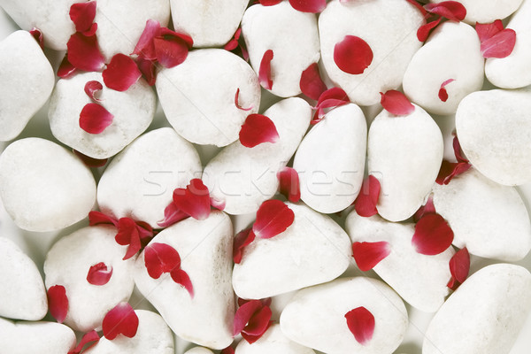 Rood bloemblaadjes witte Rood rose natuur Stockfoto © caimacanul