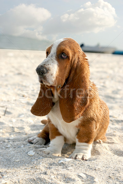 гончая щенков сидят песок пляж морем Сток-фото © caimacanul