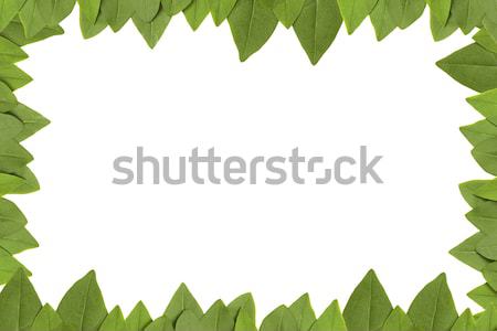 Groene bladeren frame witte exemplaar ruimte boom gras Stockfoto © caimacanul