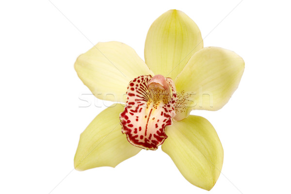 Jaune orchidée coloré blanche fleur [[stock_photo]] © caimacanul