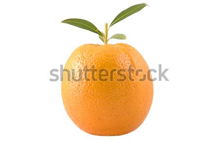 Stockfoto: Oranje · bladeren · groene · bladeren · voedsel