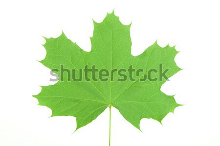 緑 カエデの葉 フロント 表示 白 カナダ ストックフォト © caimacanul