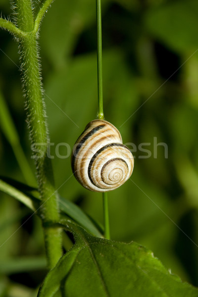 snail on green plant Stock photo © caimacanul