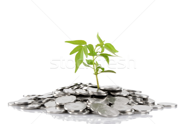 Сток-фото: зеленый · завода · растущий · монетами · деньги · финансовых