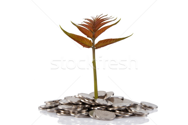 Nieuwe plant groeiend munten geld financiële Stockfoto © caimacanul