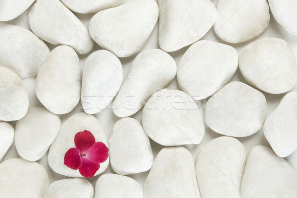 red petals on white pebble background Stock photo © caimacanul