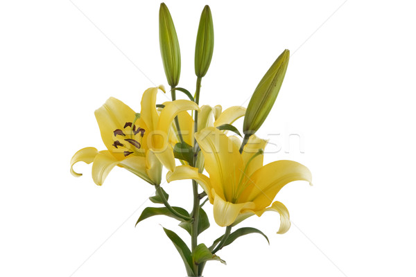 Jaune Lily bouquet vue blanche [[stock_photo]] © caimacanul