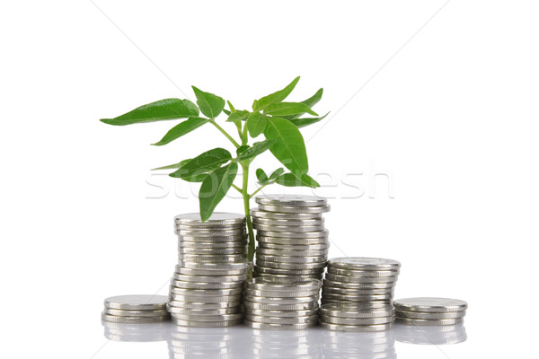 Grünen Anlage zunehmend Münzen Geld finanziellen Stock foto © caimacanul