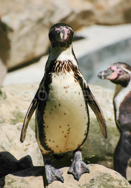 пингвин воды улыбка морем птица каменные Сток-фото © Calek
