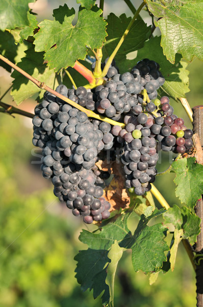 Weinrebe Haufen Trauben richtig Wein Obst Stock foto © Calek