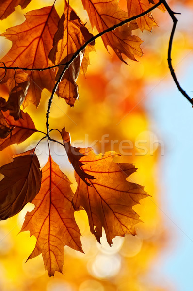цвета листьев цветы осень красочный текстуры Сток-фото © Calek