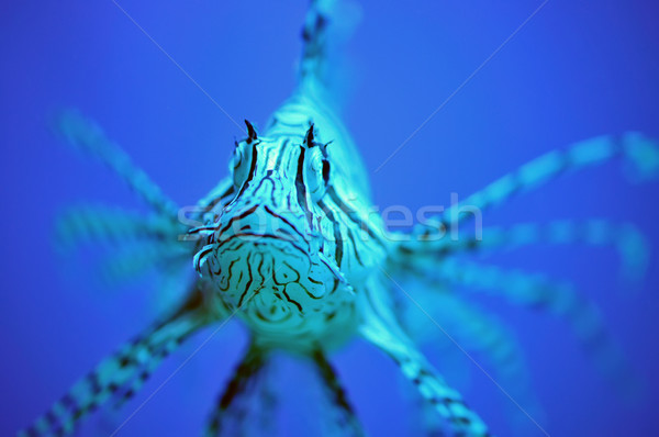 Lionfish Stock photo © Calek