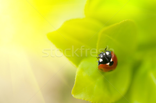 Gărgăriţă Ladybird şedinţei frunze natură grădină Imagine de stoc © Calek