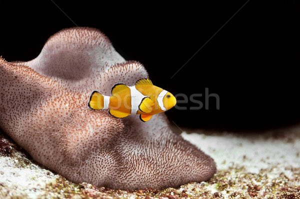 Clownfish Stock photo © Calek