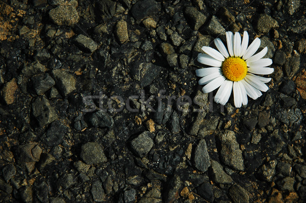 Chamomile detail Stock photo © Calek