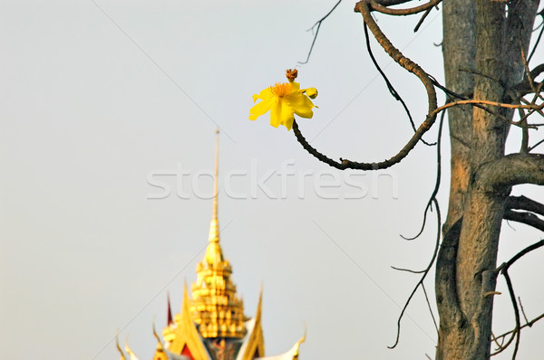 Floare regal vară bubuitura casă Imagine de stoc © Calek