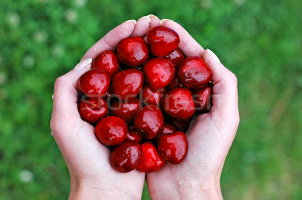 Foto d'archivio: Ciliegie · mano · maturo · acqua · alimentare · frutta