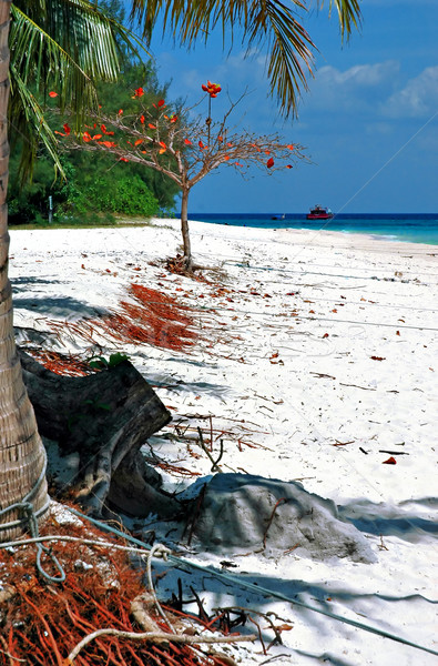 Stock photo: Bamboo island