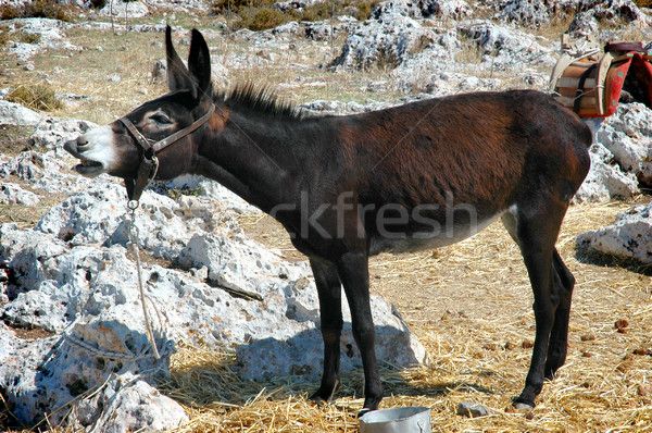 Foto stock: Burro · viaje · granja · oscuro · vacaciones · griego