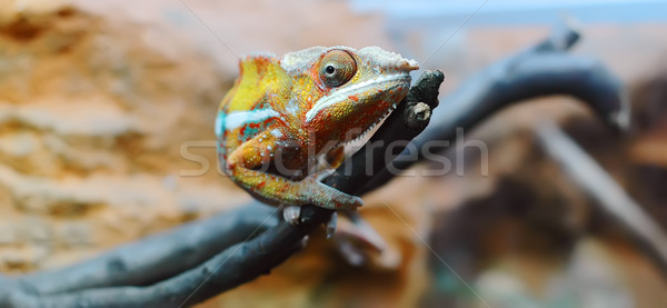 Chameleon Stock photo © Calek