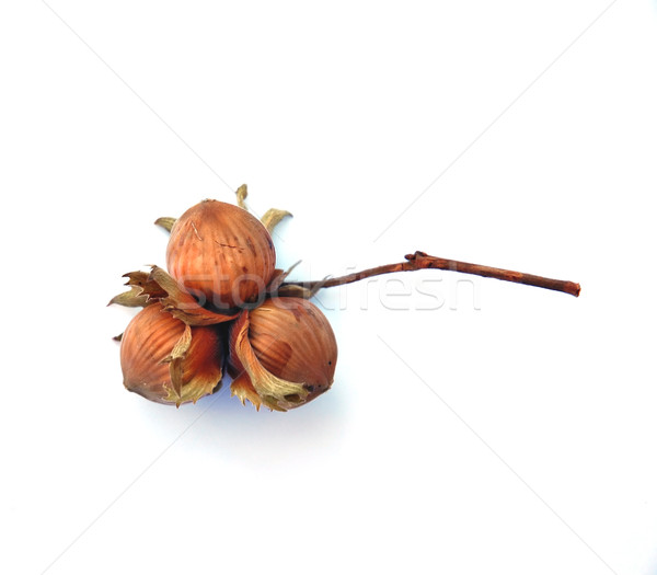 Hazelnuts Stock photo © Calek