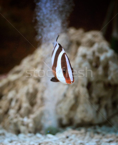 Corail poissons image poissons tropicaux nature [[stock_photo]] © Calek