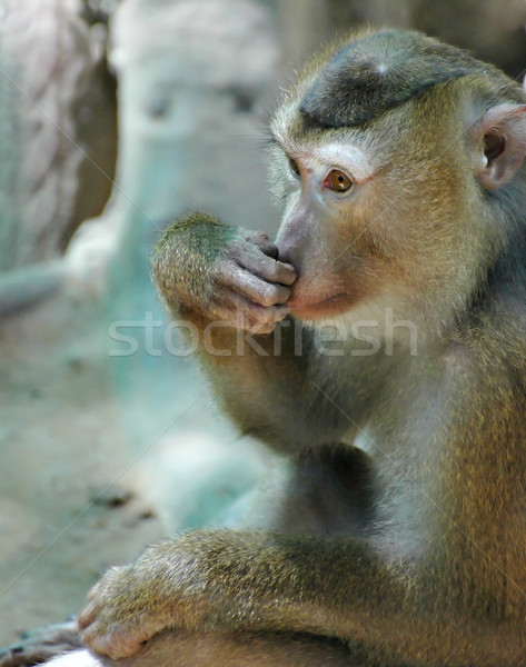 Ape singe forêt yeux nature cheveux Photo stock © Calek