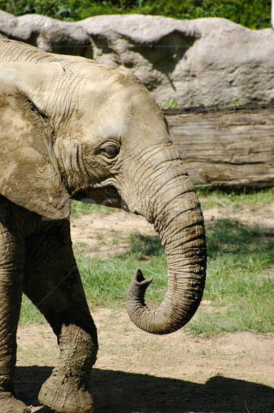 слон ребенка молодые Африканский слон зоопарке ребенка Сток-фото © Calek