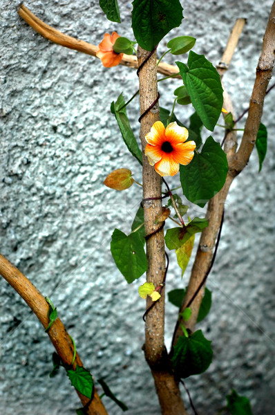 Climbing flower Stock photo © Calek