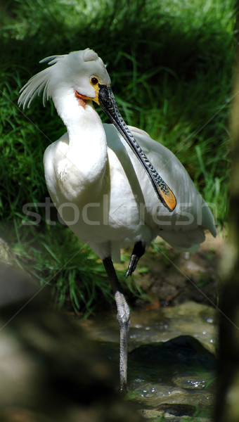 Spoonbill Stock photo © Calek