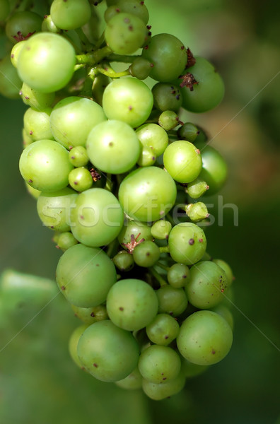 Stock foto: Weißwein · Trauben · Frühling · Blatt · Garten · Gruppe