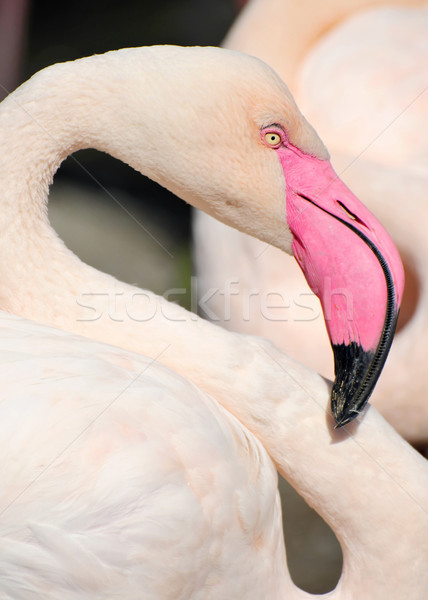 Bird Stock photo © Calek