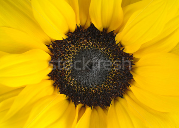 Floarea-soarelui frumos cap primăvară frunze Imagine de stoc © Calek