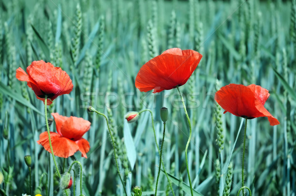 Stock photo: The poppy