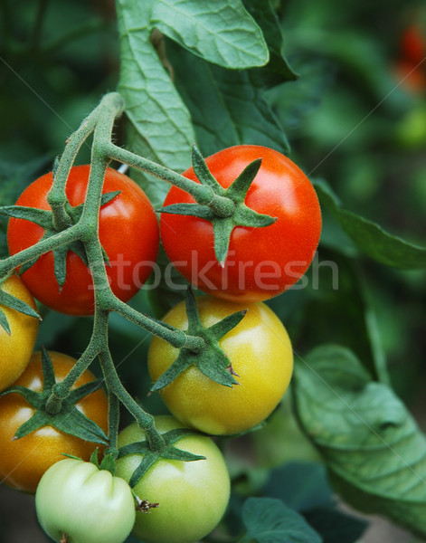 Tomatoes 1 Stock photo © Calek