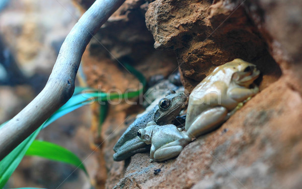 Frogs Stock photo © Calek