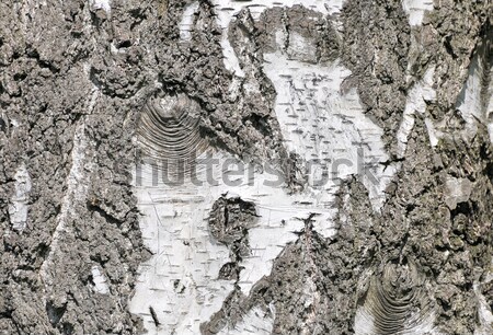 Schors berk papier boom hout bos Stockfoto © Calek