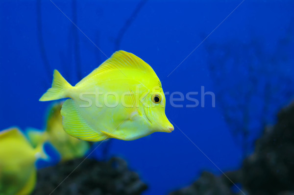 Fish Stock photo © Calek